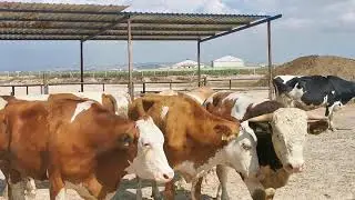 New Simmentals Arrived to Our Farm - Farming # 13 l Animal Mating