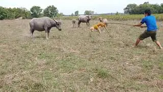 Nice Fake Tiger  and Comic Prank Buffalo!!! Try To Stop Laugh Pranks 2021