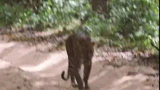 Behold the Royal Walk of Nelumwila Big Male | Jetwing Eco Holidays