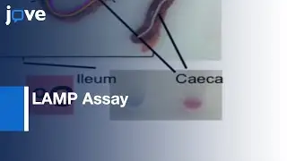 LAMP Assays for the Species-specific Detection of Eimeria | Protocol Preview