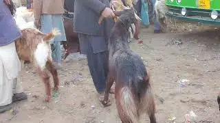 29 January 2026 islam kot mandi ka visit 