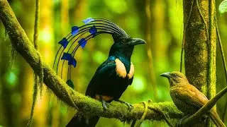 Mystic★Feather Realm rare birds with glowing tails & cosmic calls across wild skies 4K Bird World