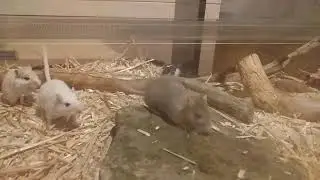 🐀GERBILLE  EN ACTION🐀 ( accouplement )