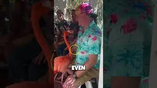 This flamingo meets his biggest fan 🤩 🦩