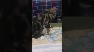 🐱🐱🐱#catlover #cat #snobi #youtubeshorts