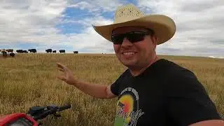 Moving Bulls - The Walk of Shame!