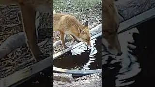 Red Fox drinking water #shorts