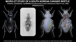 Micro-CT Study of a South Korean Carabid beetle species