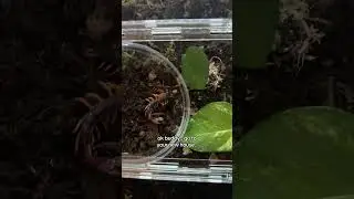 set up my centipede&rsquo;s enclosure w/ me 𓆨 #bug #centipede #millipede #arthropods #animals #pets