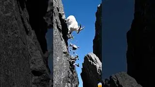 Climber🐐🏔️C328 #youtubeshorts #shortvideos #goatclimbing #animals #wildlife #leopardadventure