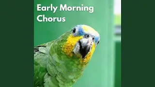 Morning Bird Symphony