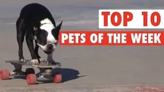 Skateboarding Doggo | Best Pets of the Week