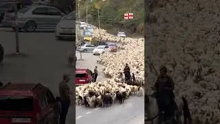 🐑 Flock of sheep #shorts