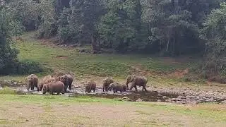 World famous spot in Munnar. Aanakulam wild elephants came to drink water in that particular place..