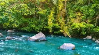 Calm River Sounds in the Forest 🌿 Relaxing Nature White Noise