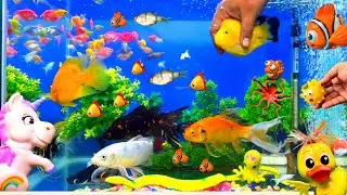 Ducks Swimming In Pool | Little Fishes Tank | Parrot Fish | Hamsters Ducks | Sea Animal And Pets |