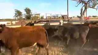 77 head homeraised steers & heifers Selling 11/12