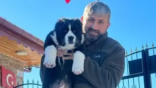 ALABAİ BOSS’U DURDURAMIYORUZ  İNŞALLAH ADAMCI OLMAZ