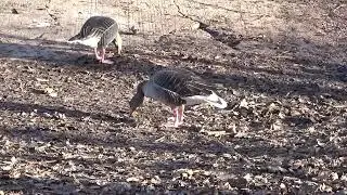 Greylag Goose UK Wildlife