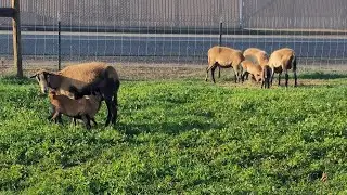 A Video About Grass and American Blackbelly Sheep