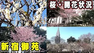 『新宿御苑』2025年、桜の“開花“