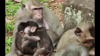 Daisy Monkey And Princess Mama Monkey-Preston Baby Monkey,February16,2022..MR212