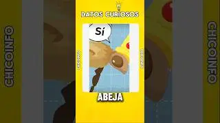🐝🐝Datos curiosos sobre las abejas y su muerte #viral #datoscuriosos #abejas #shorts