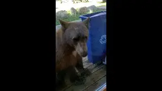 Bear skin Rug