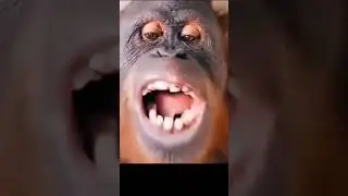 Gorilla 🦍#Gorilla #PrimateProtection #EndangeredSpecies #gorillafamily #gorillazfanart