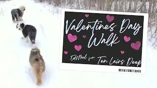 Old English Sheepdogs Valentines Day Walk | Ed&Mel