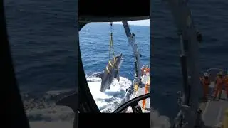 INCREDIBLE Helicopter View Massive Great White Shark Research Operation