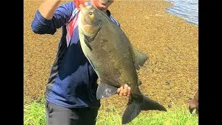 Fish Hunting: Tambaqui (Pacu)