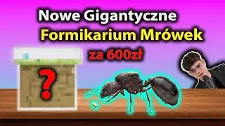 Kupiłem Mrówkom formikarium warte 600 zł, Byłem na filmie Konopskiego