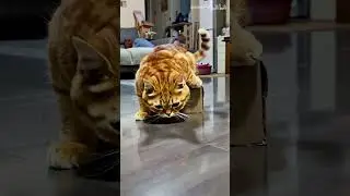 Cat vs. The Cardboard Box 📦🐱 | Epic Fail & Funny Recovery
