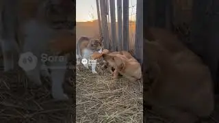Kind Cat Saves Starving Dog &mdash; True Friendship ❤️🐶🐱 #shorts #cat #dog #kindcat #help