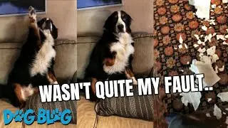 Honest Dog Raises Paw When Asked Who Created a Mess
