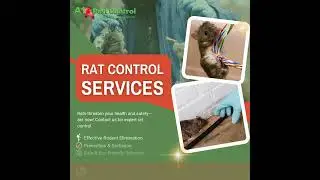 Rodent Problem? | Rodent Pest Control Expert In Canberra
