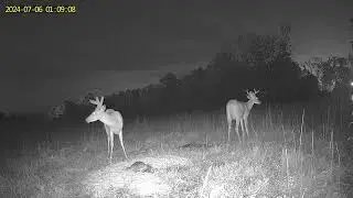 What a night! Lots big bucks show!#buckdeer #trailcam #trailcamera #hunting #baiting #bucks