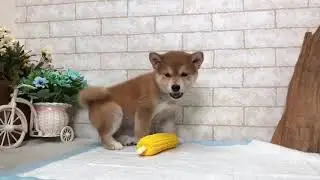 Red Shiba Inu - Maxine