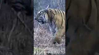 Liger VS Siberian Tiger #animals #wildlife #shorts #siberiantiger #liger