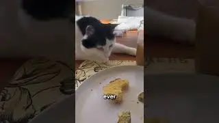 Episode 1: Operation Stay at Home Cat Mom