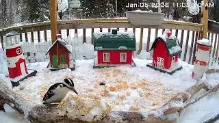Woodpecker and A Blue Jay Jan 5th 2026
