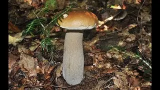Schwammerlsuchen im steirischen Herbstwald, Pilzsuchen 🍄