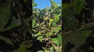 Honey Bee collecting nectar from a Tea Flower in Pushpagiri, Idukki, Kerala.
