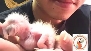 The hatching of baby macaw || full video