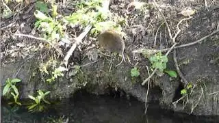 Water Vole or Rat?