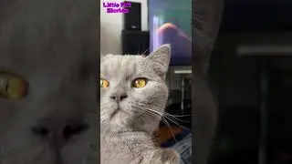 Cat Vibing Meme , Scottish cat dancing to the music.| #shorts