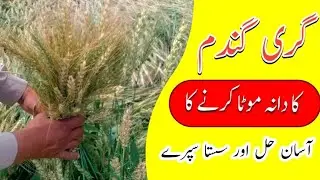 Wheat Lodging and its solution | How to increase Wheat Yield