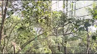 আমার ঘরের পাশে ছোট্ট একটা Amazon জঙ্গলে বসে আমি live করছি !