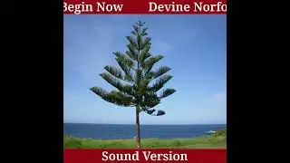 Norfolk Island Pine Spirit Switch Words 🌲 Boost Strength, Adaptability & Nurturing Energy #healing